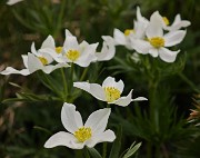 42 Anemonastrum narcissiflorum (Anemone narcisssino)